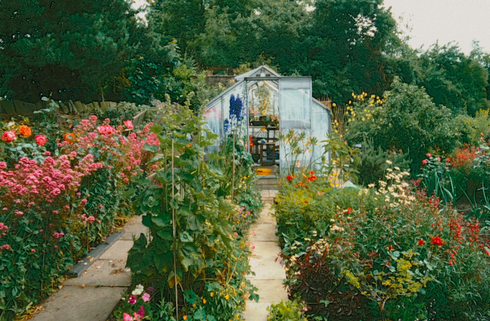 Illustrative photograph for Backyard afternoons in Berkeley